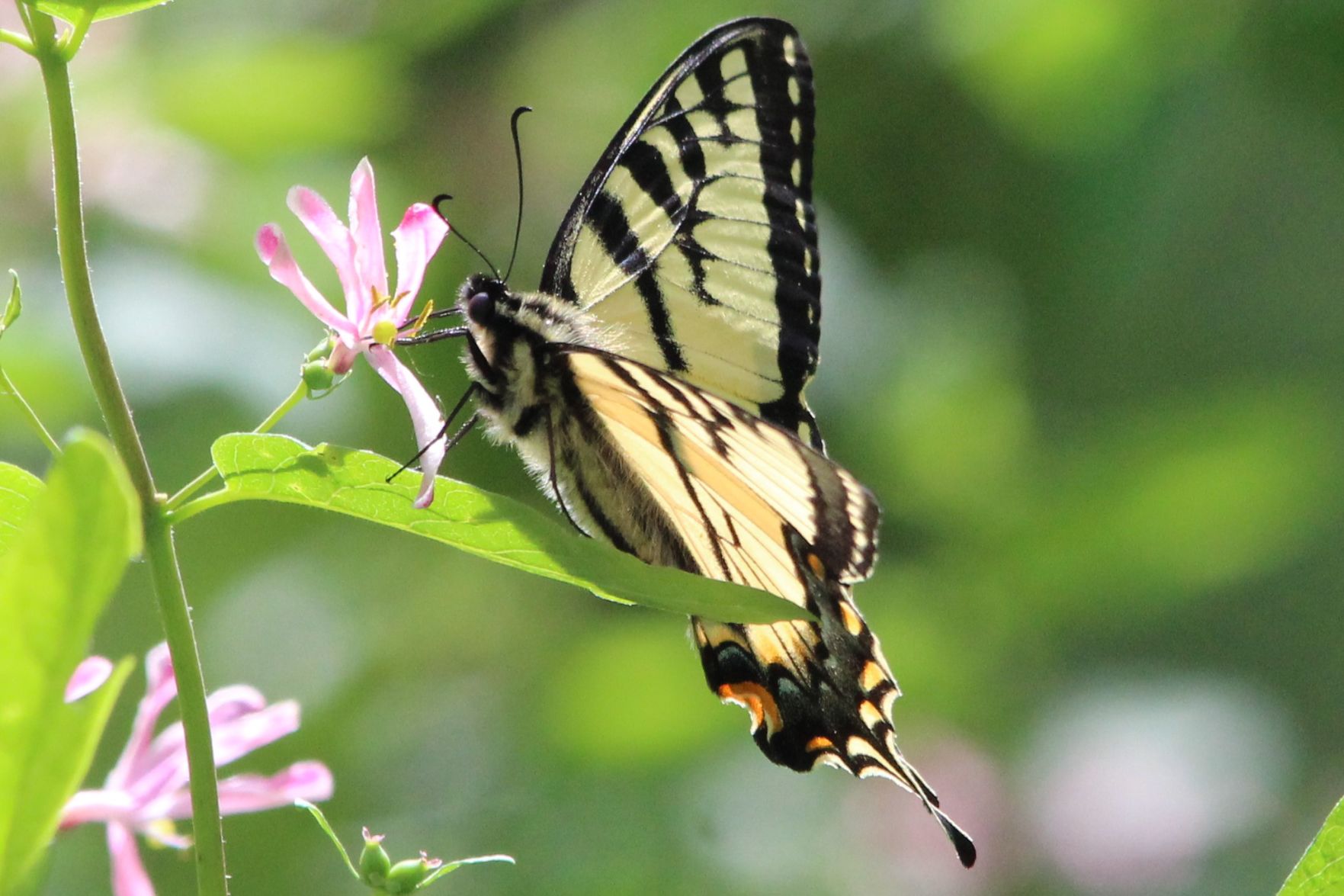 Eastern Tiger Swallowtail Butterfly